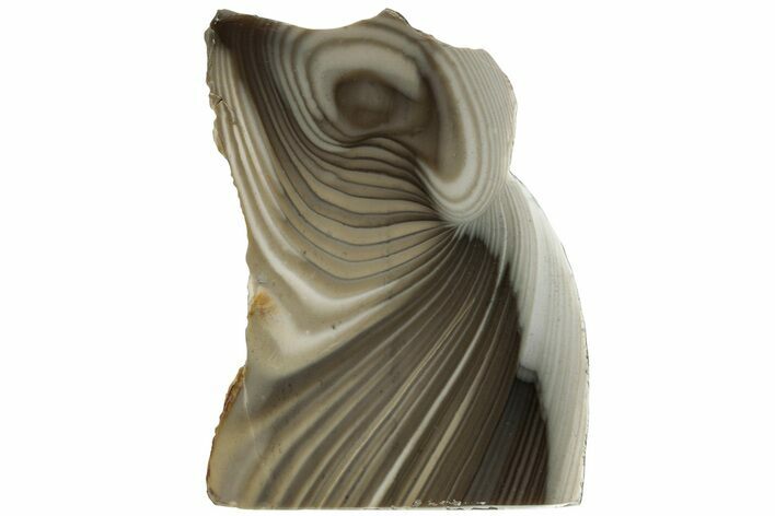 Polished, Striped Flint Stand Up - Poland #228147